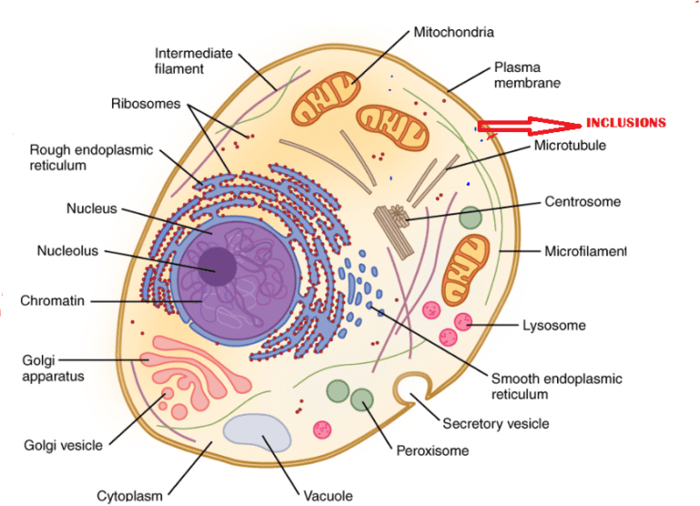 Structure of Cytoplasm, The function of centrosome & Cytoplasmic