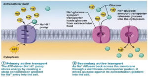 Transport of substances through cell membranes 