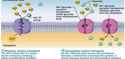 Transport of substances through cell membranes