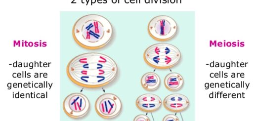 Cell division types