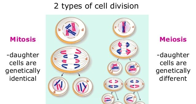Cell division types