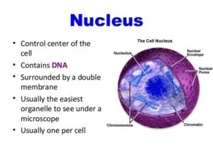 Cell nucleus
