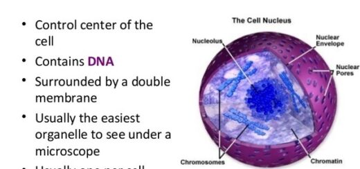 Cell nucleus