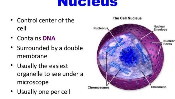 Cell nucleus