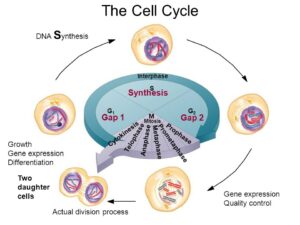 Cell cycle 