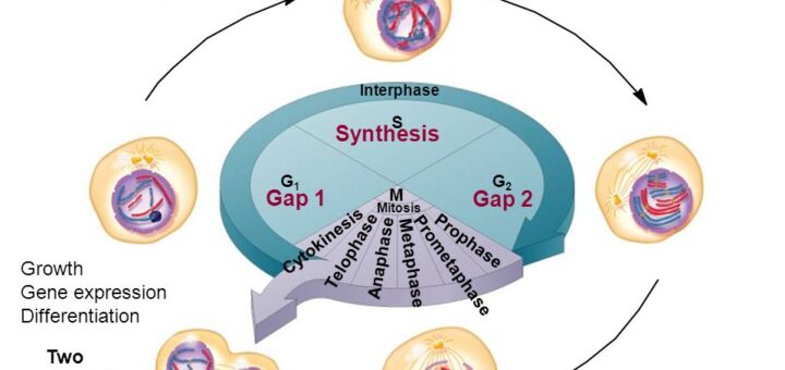 Cell cycle