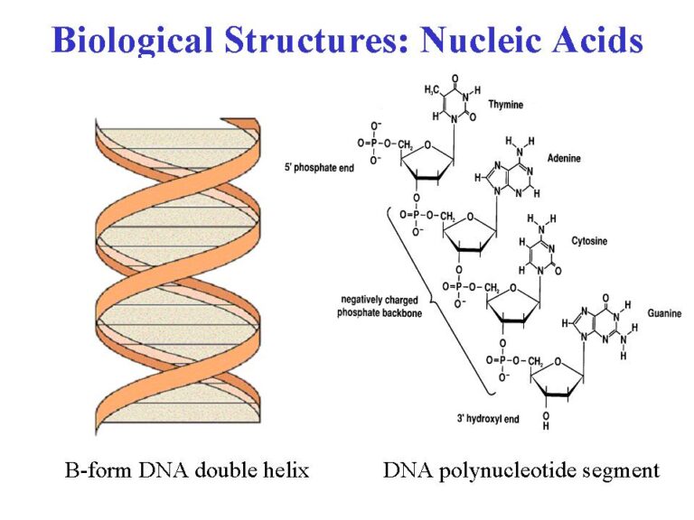 Structure of nucleic acids, Deoxyribonucleic acid (DNA) & Ribonucleic