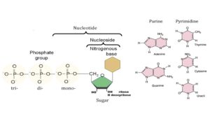 Nucleoside vs nucleotide