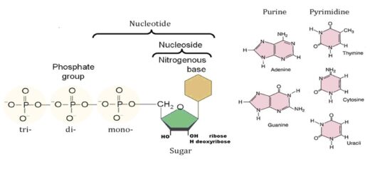 Nucleoside vs nucleotide