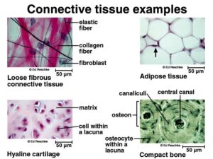 Classification of connective tissue 