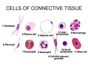 Connective tissue cells