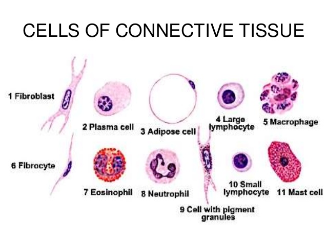 wandering cell definition in anatomy