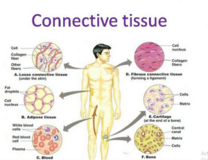 Connective tissues 