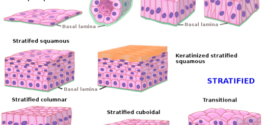 Epithelial tissue types