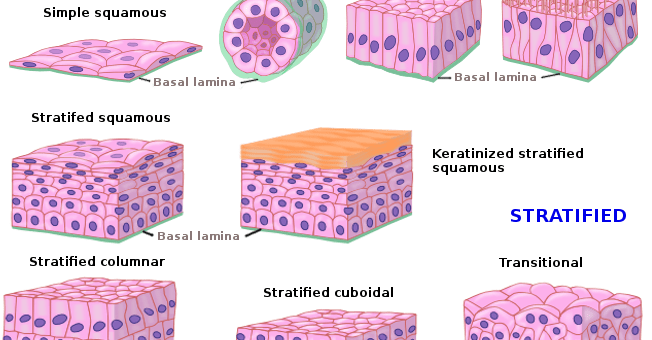 Epithelial tissue types
