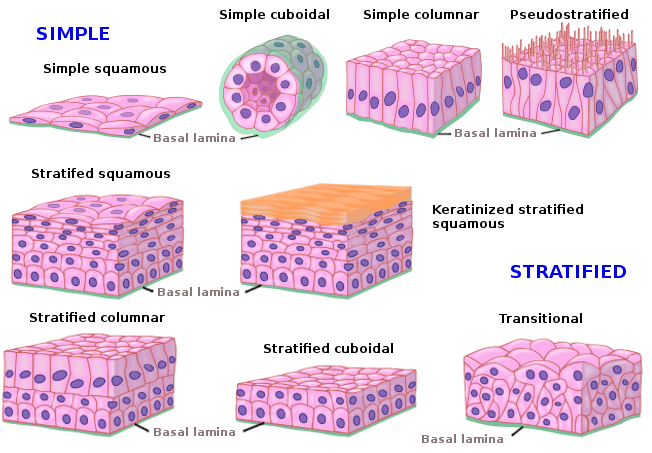 Tissues types, Epithelial tissue features, Covering and Glandular ...