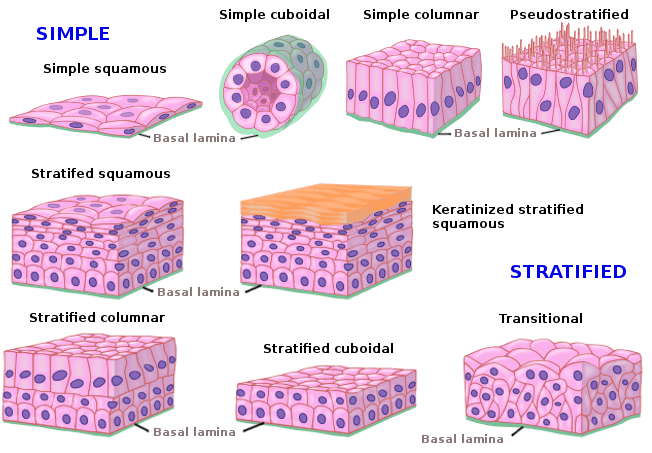 Features Of Epithelial Tissue