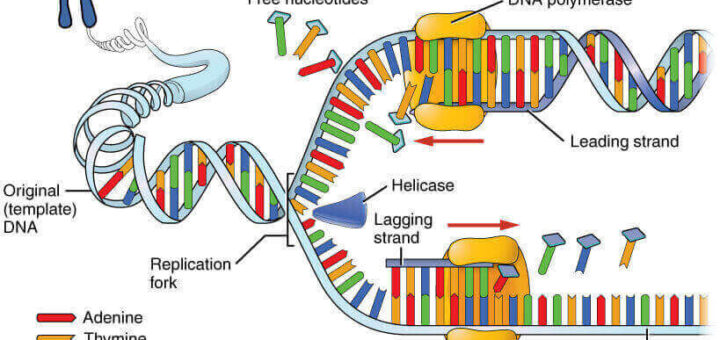 Gene mutations