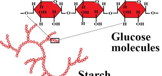 Polysaccharides