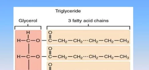 Simple lipids