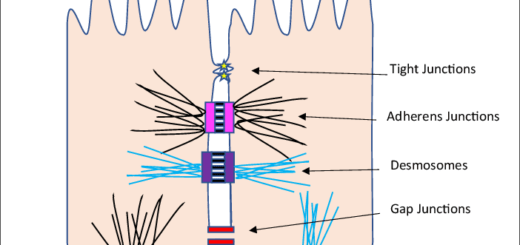 Types of connecting cell junctions