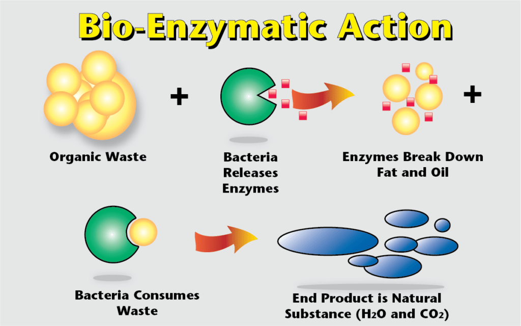 Enzyme Reaction Enzymes And Enzymes