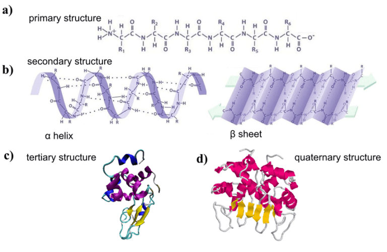 Protein definition, structure, order, denaturation & Bonds responsible