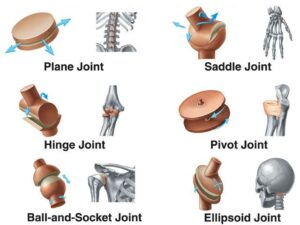 Joints types 