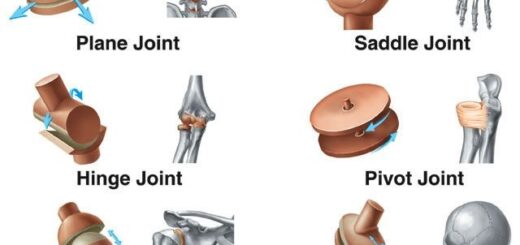 Joints types