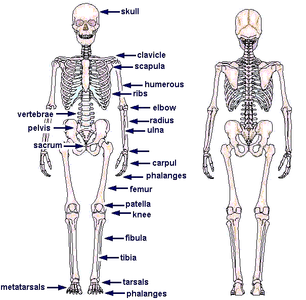 BONES TYPES STRUCTURE AND FUNCTION visual data 6