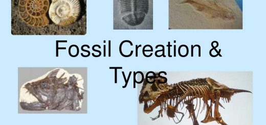 Fossils types