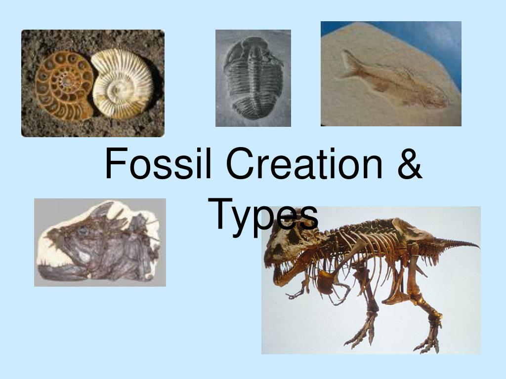 Fossils types, mold, cast, petrified wood & Fossil of a complete body |  Science online