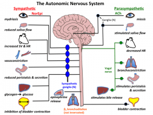 Sympathetic nervous system