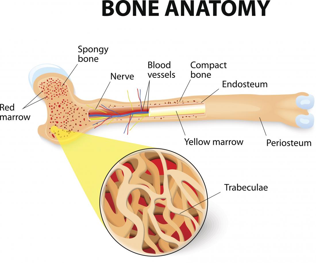 Structure of bone | Science online