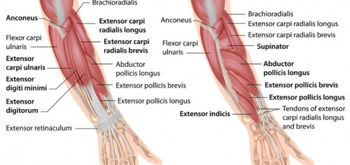 Arm parts name | Science online