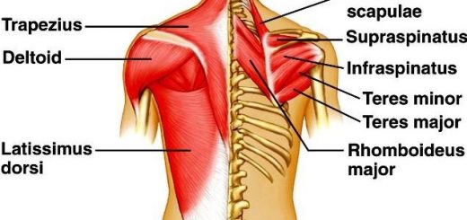 Back muscle anatomy