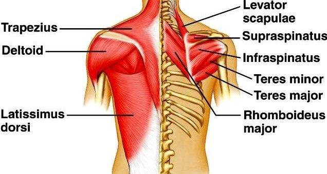 Back muscle anatomy