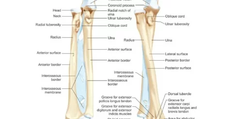 Forearm bones