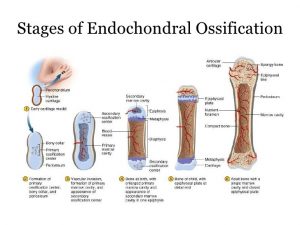 Stages of Endochondral ossification