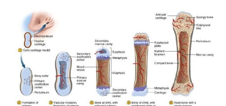 Histogenesis of Bone