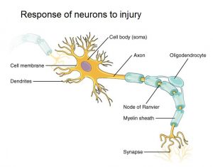 Response of neurons to injury 
