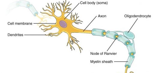Response of neurons to injury