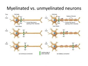 Myelinated vs. unmyelinated neurons