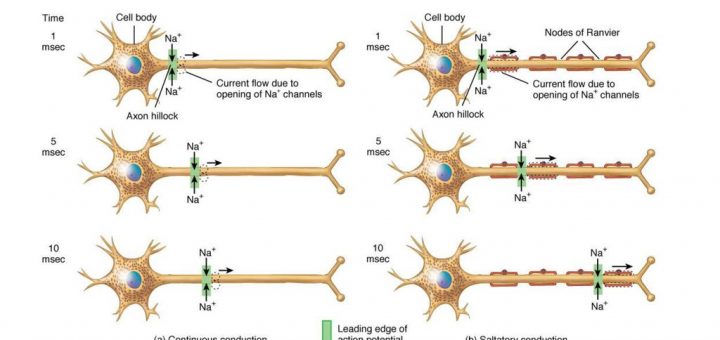 Myelinated vs. unmyelinated neurons