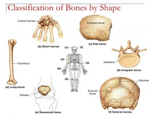 Types of bones 