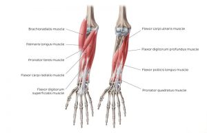 forearm muscles