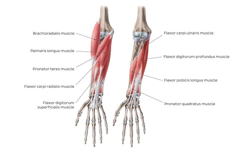 Flexors of forearm, Forearm muscles, structure, function and anatomy