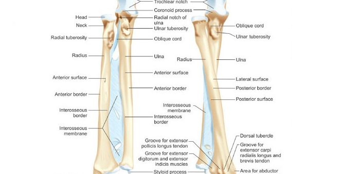 Forearm bones