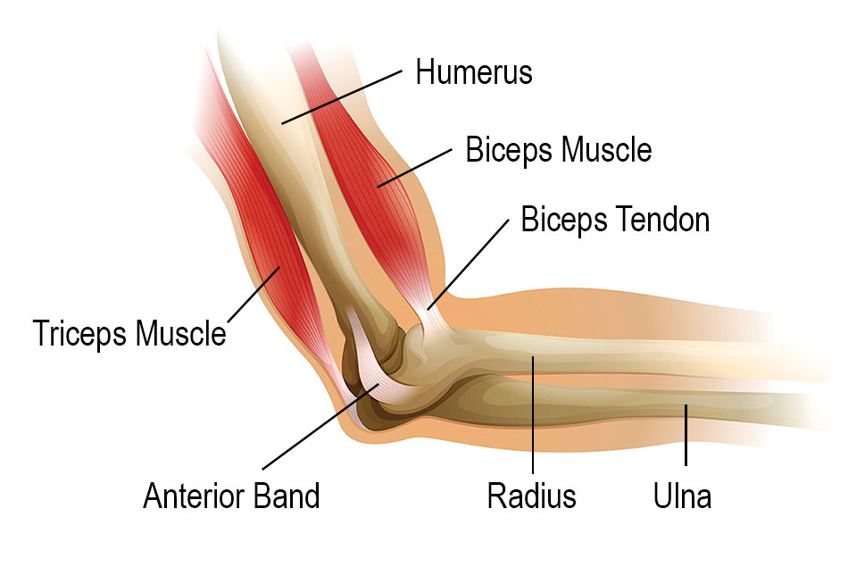 Elbow joint function, structure, movements, ligaments and Small Joints