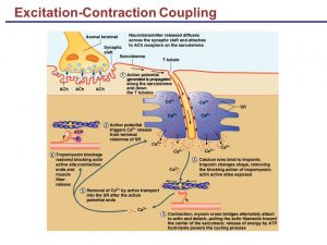 Excitation Contraction Coupling 